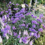 Železník argentínsky (Verbena bonariensis) ´LOLLIPOP´ - kont. C2L